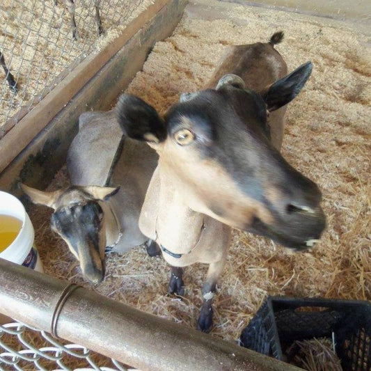 How Much Time Does it Take to Care for Goats?