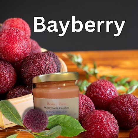 Bayberry Candle